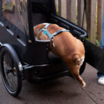 Winther Kargoo dog Bakfiets kopen Fietshemel Edam Elektrische bakfiets L1008586-7-1500x1200